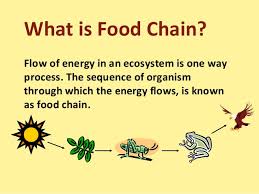 Check spelling or type a new query. Food Chain Food Web And Ecological Pyramids