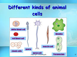 Maybe you would like to learn more about one of these? Cell Structure