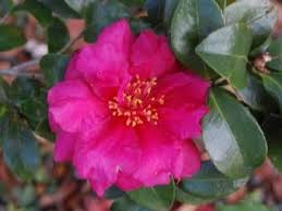 Camellia Sasanqua Bonanza Camellia Plants