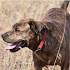 Mountain Cur Dog Breed Information Center - Discover The ...