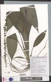 Image result for Chlorophytum sparsiflorum