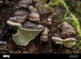 Image result for Ganoderma applanatum