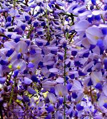 Up Close Wisteria Beautiful Flowers Garden Wisteria Trees To Plant