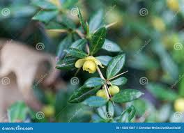 Image result for Berberis verruculosa