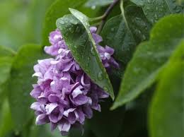 Yuletide is unique because it blooms fall through winter, so it adds color to the otherwise dull winter landscape. 23 Beautiful Flowering Shrubs Best Flowering Bushes For Gardens