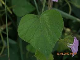 Image result for Ipomoea dichroa