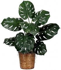 I veri nemici le piante da appartamento sono in genere di origine tropicale. 12 Stupende Piante D Appartamento Di Grandi Dimensioni Guida Giardino