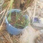 Image result for Dipcadi longifolium