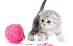 Ultra Hd 4k Kitten Wallpapers Hd Desktop Backgrounds 3840x2400 Downloads All Time Kitten Wallpaper Kittens Cutest Cute Cats And Kittens