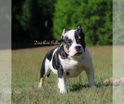 Pagesbusinesseslocal servicepet serviceamerican bully puppies for sale. View Ad American Bully Puppy For Sale Near Alabama Trinity Usa Adn 224637