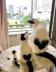 Like Nesting Dolls Cute Cats Cute Baby Cats Cute Cats And Kittens