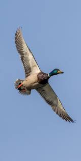 Picture Of A Mallard Duck In Flight Duck Pictures Mallard Duck Mallard