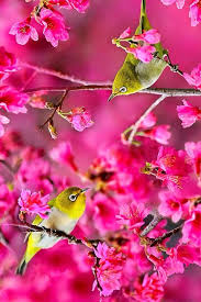 Nature Birds And Flowers Wallpaper Pin By Grace Leach On Birds Bird Wallpaper Beautiful Birds Bird