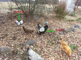 Maybe you would like to learn more about one of these? Silver Laced Wyandotte Tikk Tok