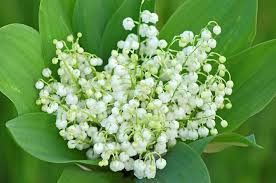 Najotrovnije Vrste Cveca U Vasem Domu In 2020 Lily Of The Valley Lily Of The Valley Flowers Valley Flowers