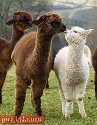 صور حيوان اللاما وفوائده Animals Friendship Animal Lover Animals Wild