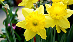 Other plants, though, can be smothered and refuse to sprout at all unless you remove the mulch to give them air and light. Favorite Early Spring Bloomers Fairview Garden Center