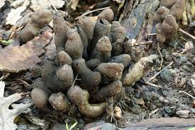 Image result for Xylaria polymorpha