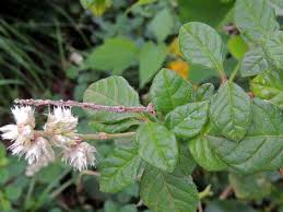 Image result for Cyathula