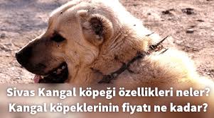 Sivas Kangal Kopegi Ozellikleri Neler Kangal Kopeklerinin Fiyati Ne Kadar