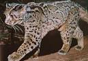 Known species of wild cats - Wild Cats Magazine