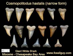 Shark teeth are preserved if the tooth is buried, which prevents decomposition by oxygen and bacteria. Fossil Shark Tooth Identification For Calvert Cliffs Of Maryland Fossilguy Com