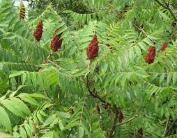 We did not find results for: Whittled Down New To Us Wild Food Sumac Wild Edibles Recipes Wild Edibles Wild Food