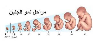 حلم القيء والاستفراغ للمتزوجة والعزباء الترجيع في المنام تفسير الاستفراغ في المنام للرجل والمرأة. Ù…Ø±Ø§Ø­Ù„ ØªØ·ÙˆØ± Ø§Ù„Ø¬Ù†ÙŠÙ† Ø¨Ø¹Ø¯ Ø§Ù„ØªØ±Ø¬ÙŠØ¹ Ù…ÙˆØ¶ÙˆØ¹