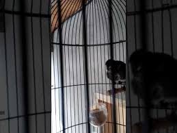 Anis kembang jaminan jantan 400 000 acak 350 000 anis merah trotol jaminan jantan 1 000 000. Burung Decu Trotol Belajar Bunyi Youtube