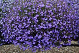 Pin On Gardens Plants And Garden Decor