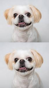 Cute Dogs Wallpaper In 2020 Cute Dog Wallpaper Dog Wallpaper Cute Dogs