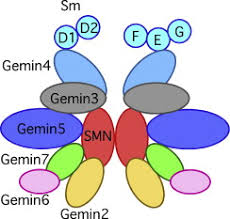 Stream tracks and playlists from smn on your desktop or mobile device. Survival Motor Neuron Protein An Overview Sciencedirect Topics