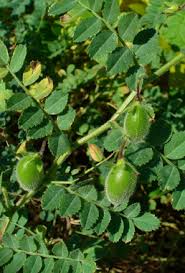 Image result for Cicer arietinum