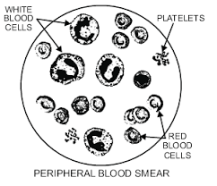 Find images of red blood cell. 14 Laboratory Coloring Book Ideas Coloring Books Coloring Pages Colouring Pages