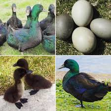 Baby Black And White Duck Breeds Cayuga Duck May Be An Alternative To The Loud Quack Of The Pekin For Those Who Wish To Keep Ducks But Live Close To Others Raising Turkeys Cayuga Duck Breeds