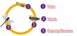 Selain itu, hewan juga akan mengalami perubahan bentuk. September 2018 Mikirbae Com