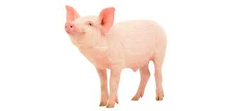 This conflict, known as the space race, saw the emergence of scientific discoveries and new technologies. General Swine Knowledge Test Trivia Quiz Proprofs Quiz