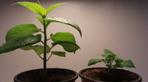 Wichtig ist das die lampe licht abgibt welches die pflanzen auch für die photosynthese nutzen können. Chili Led Grow Welches Weisse Licht Ist Besser Pepperworld