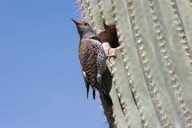Bird species that coevolved with the saguaro cactus. File Gilded Flicker Colaptes Chrysoides By Nest Hole In Saguaro Cactus Jpg Wikipedia