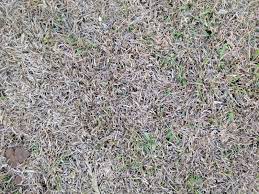 Augustinegrass in one direction only, since multiple passes can injure or kill the lawn. Is This Thatch In Centipede Lawnsite Is The Largest And Most Active Online Forum Serving Green Industry Professionals