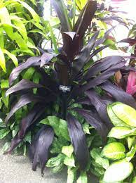 Cordyline Terminalis Black Magic White Plants Easy To Grow Houseplants Plants