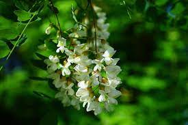 Acacia Flower Tea Benefits Best Flower Wallpaper