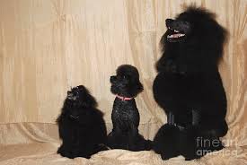 The most common black standard poodle material is porcelain & ceramic. Black Standard Poodle Black Miniature Poodle And Black Dwarf Po Photograph By Amir Paz