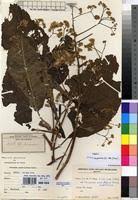 Image result for Vernonia auriculifera