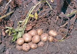 Image result for Solanum tuberosum