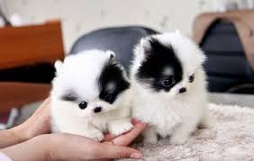 Our ancestors have been breeding and raising puppies though for over 50 yrs. Pomsky Puppies For Sale Near Me Pomsky