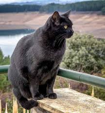 American Shorthair Bombay Cat Vs Black Cat Bombay Cat Personality How Will Your Black Beauty Behave Cat Personalities Bombay Cat Cat Problems