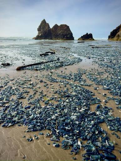 Velella Velella were thick today. What are Velella Velella? I'm glad you  asked. They are a cosmopolitan (widely distributed) free-floating hydrozoan  that lives on the surface of the open ocean. It is