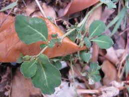 Image result for Lophiocarpaceae