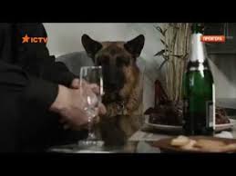 смотреть фильм пес 4 сезон все серии в ютубе Serial Pyos 1 Sezon Youtube Fictional Characters Animals Character